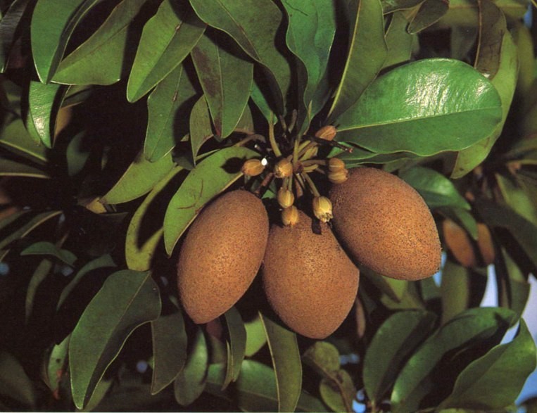sapodilla 